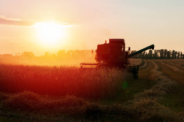 istock Harvester in the field. Grain harvesting. 1323897960