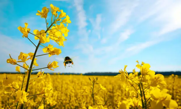 Rape flowers and flying bumblebee macro against blue sky with clouds in the rays of sunlight with copy space. A beautiful artistic perspective view.