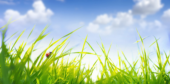 Spring summer scenery with fresh green tall grass in wind and ladybug against blue sky with white clouds in nature, close-up macro. Ultra wide format.