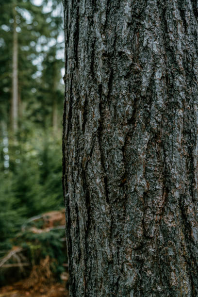 istock Close up tree trunk in lush forest in the morning 1323900713