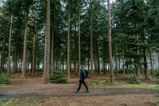 He looks off, through dense forest of coniferous trees