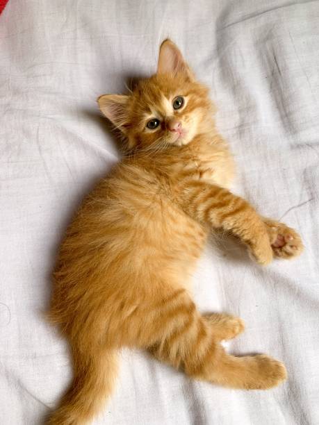 istock Kitten and fluffy cat resting in bed 1323901735