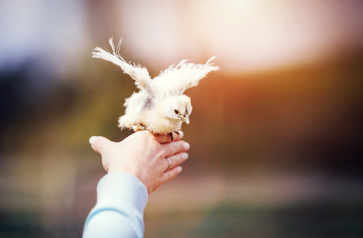 Baby bird flying from woman hand. Freedom, hope and trust