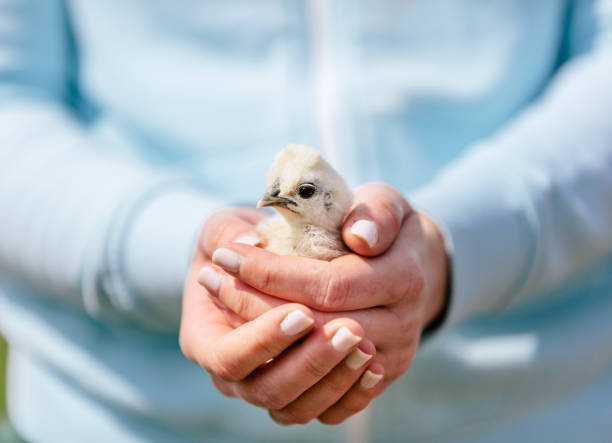baby vogel halten in frauenhänden - baby chicken human hand young bird bird stock-fotos und bilder