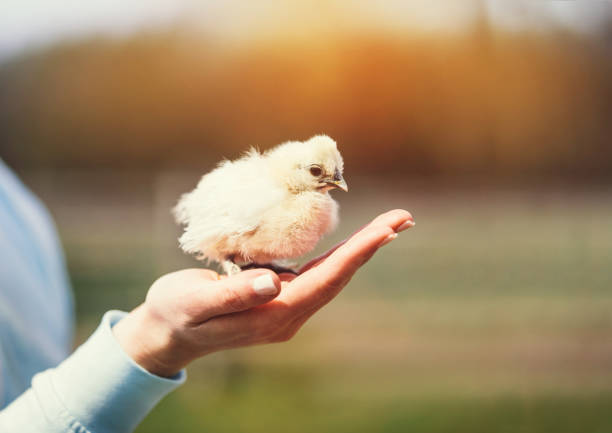 Baby bird flying from woman hand. Freedom, hope and trust