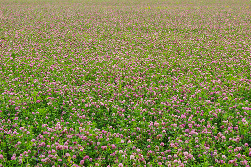 Farming field with flowering clover for animal feed