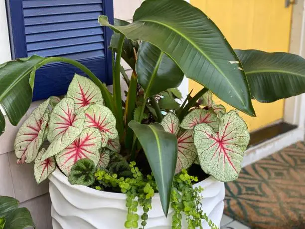 Bird of Paradise, White Queen Caladium, Creeping Jenny, Rex Begonia