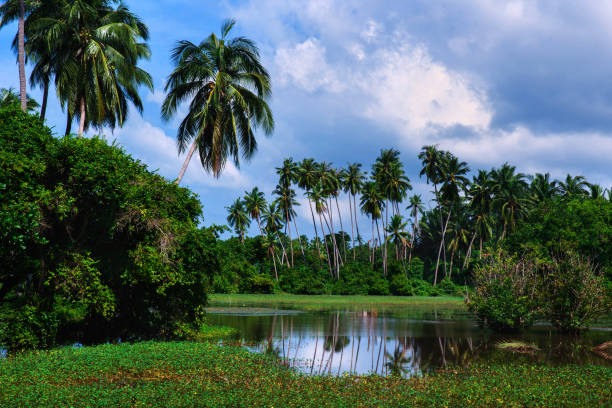 istock Beautiful tropical landscape with palms. 1323904431
