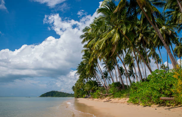 istock Beautiful tropical landscape with beach and coconut palms 1323904838