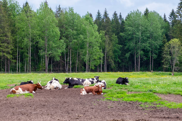 istock The pasture on which several well-fed farm cows lie 1323907067