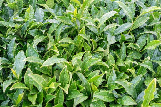istock Fresh green tea leaves 1323907602