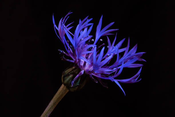 Centaurea montana or mountain cornflower flower on black background. Selective focus
