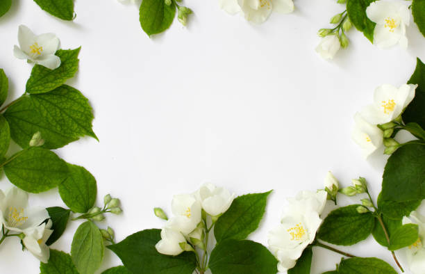 istock Floral frame made of Jasmine flowe isolated on white background Flowers frame. 1323909817