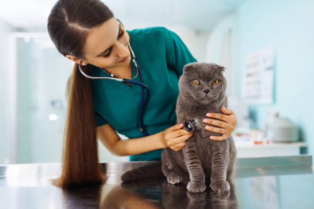 獣医院のテーブルの上で猫を調べる若い女性獣医。 - vet veterinary medicine young women female ストックフォトと画像