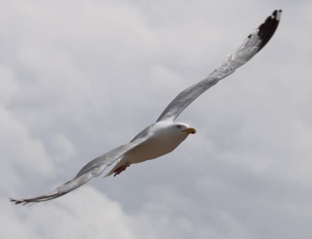istock The flight of a seagull 1323910606
