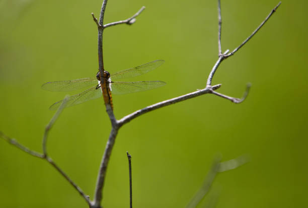 Dragonfly Perched on a Twig stock photo