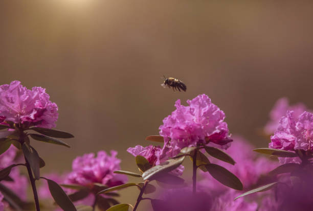 Bumble Bee Flying over Azaleas stock photo