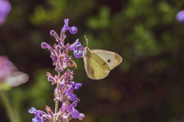 White Cabbage Butterfly stock photo