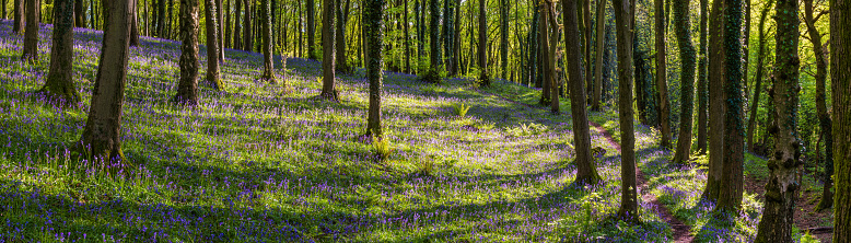 Narrow earth trail through idyllic natural forest, wild bluebells and green ferns.