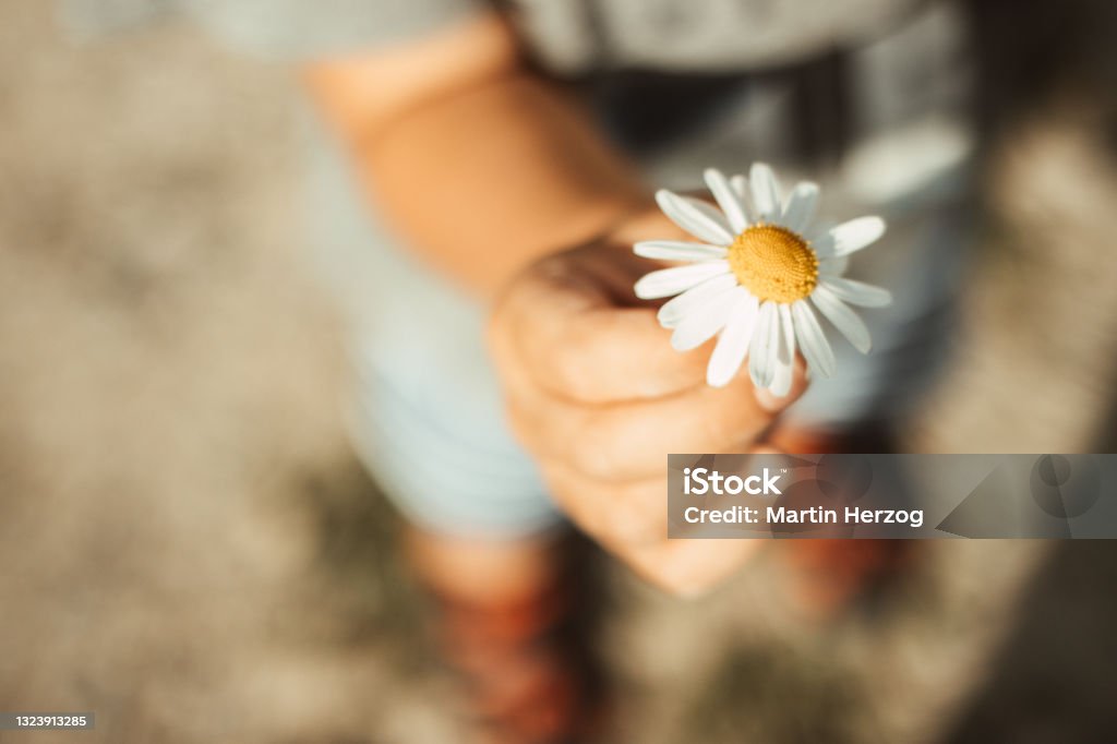 To you A child proudly gives away his self-picked flower. Gratitude Stock Photo