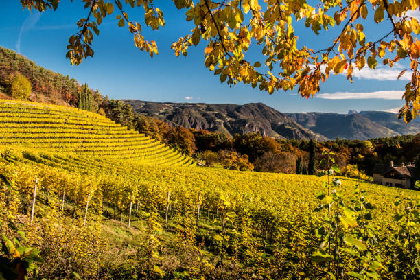 Enchanting vineyard landscape in South Tyrol stock photo