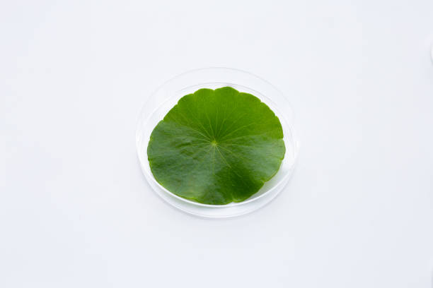 istock Fresh green centella asiatica leaf in petri dishes on white 1323914423
