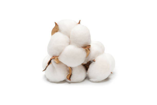 istock Cotton flower branch isolated on white background. 1323914527