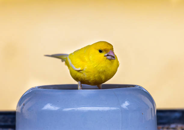 A yellow canary sits in a water bowl