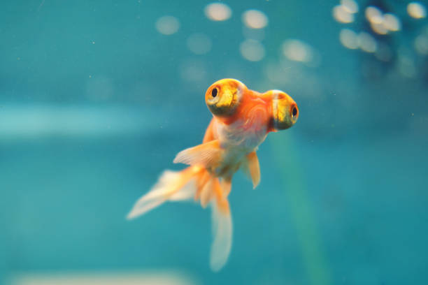 Voilehvost goldfish behind glass in a blue aquarium, close-up Voilehvost goldfish behind glass in a blue aquarium, close-up large eyes stock pictures, royalty-free photos & images