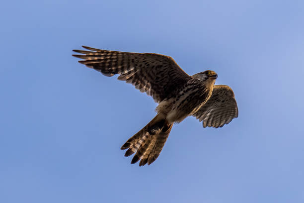 istock Kestrel - Falco tinnunculus 1323918033