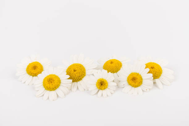 istock chamomile or daisies with leaves isolated on white background. Top view. Flat lay 1323918602