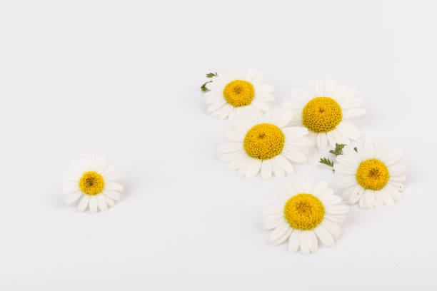 istock chamomile or daisies with leaves isolated on white background. Top view. Flat lay 1323918620