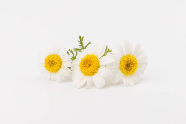 istock chamomile or daisies with leaves isolated on white background. Top view. Flat lay 1323918642