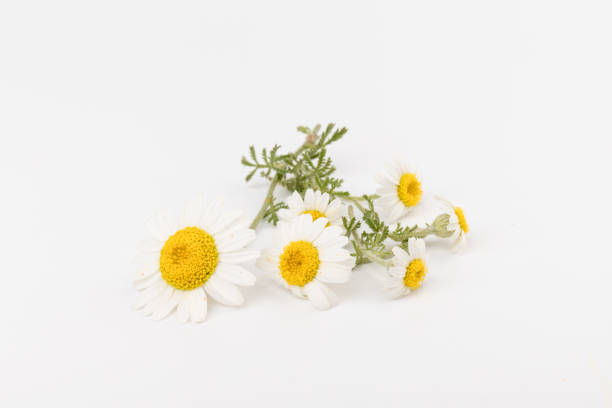 istock chamomile or daisies with leaves isolated on white background. Top view. Flat lay 1323918662