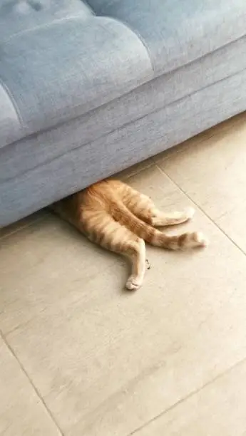 Photo of Kitten hiding on the sofa
