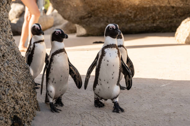 istock Group of penguins colony walking on the beach 1323919056