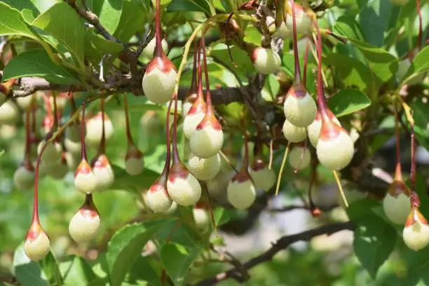 Japanese snowbell berries. Styracaceae deciduous tree.