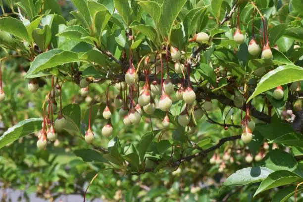 Japanese snowbell berries. Styracaceae deciduous tree.