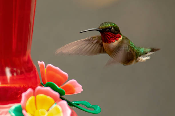 istock Male Ruby-Throated Hummingbird Approaches Feeder 1323920397