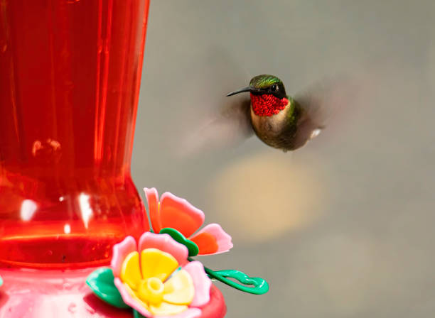 istock Male Ruby-Throated Hummingbird Hovers Near Feeder 1323920421