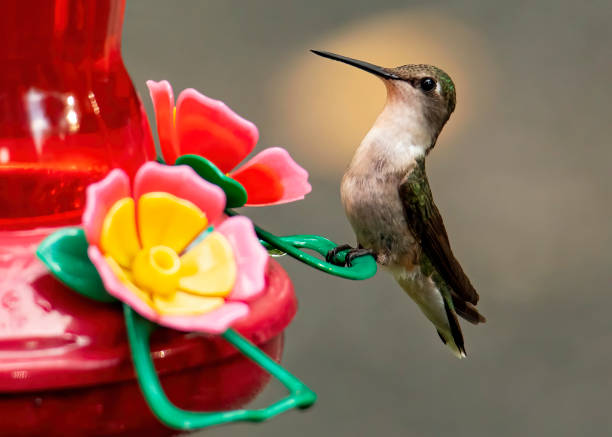istock Female Ruby-Throated Hummingbird Perches on Feeder 1323920438
