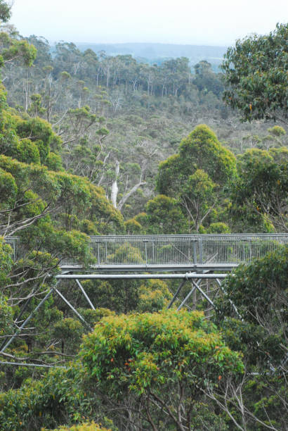 istock Australia- Tourist Attraction of Elevated Walkway Through Trees 1323921094