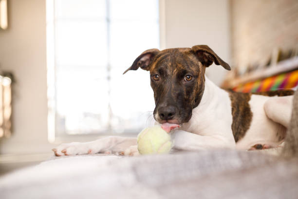 istock Dog lying on sofa licking a tennis ball 1323921110