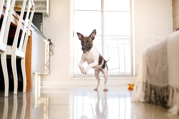 Full-length portrait of cute small dog, Jack Russell Terrier playing, jumping isolated on white background. Concept of motion, pets love, animal life. Looks happy, funny. Copyspace for ad.