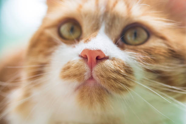 istock Ginger cat with selective focus on animal pet nose, macro 1323921642