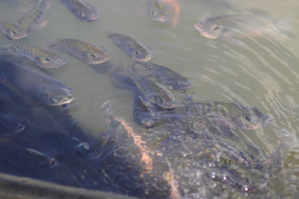 istock Nile tilapia fish  in fish pond come to the surface to breathe oxygen 1323921817