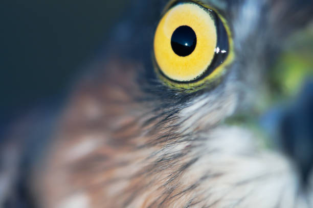 istock bird of prey 1323921836