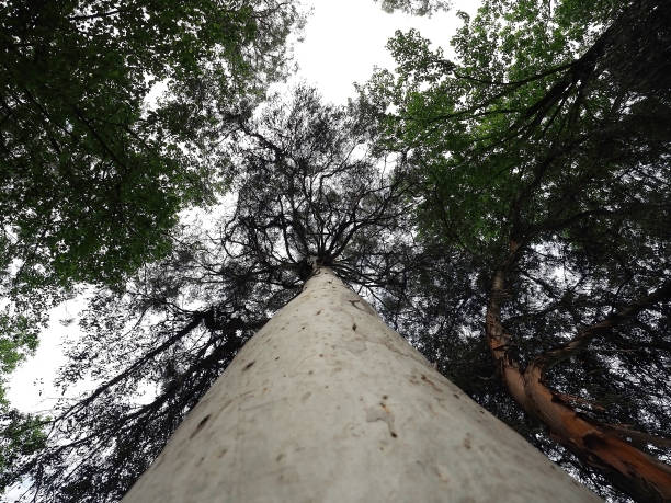 istock The trunk of a tall eucalyptus tree growing in the reserve. Bottom view 1323922480