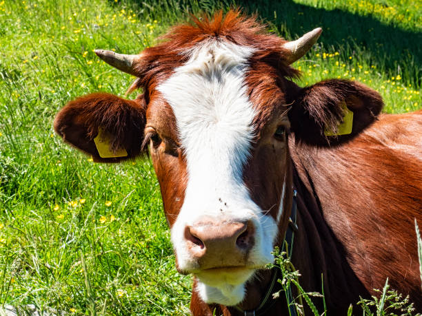 istock Cow face close-up in a farmland 1323922717