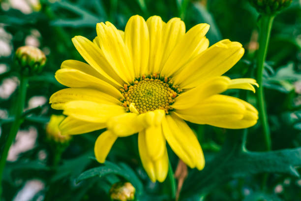 istock Big yellow Daisy in close up 1323923992
